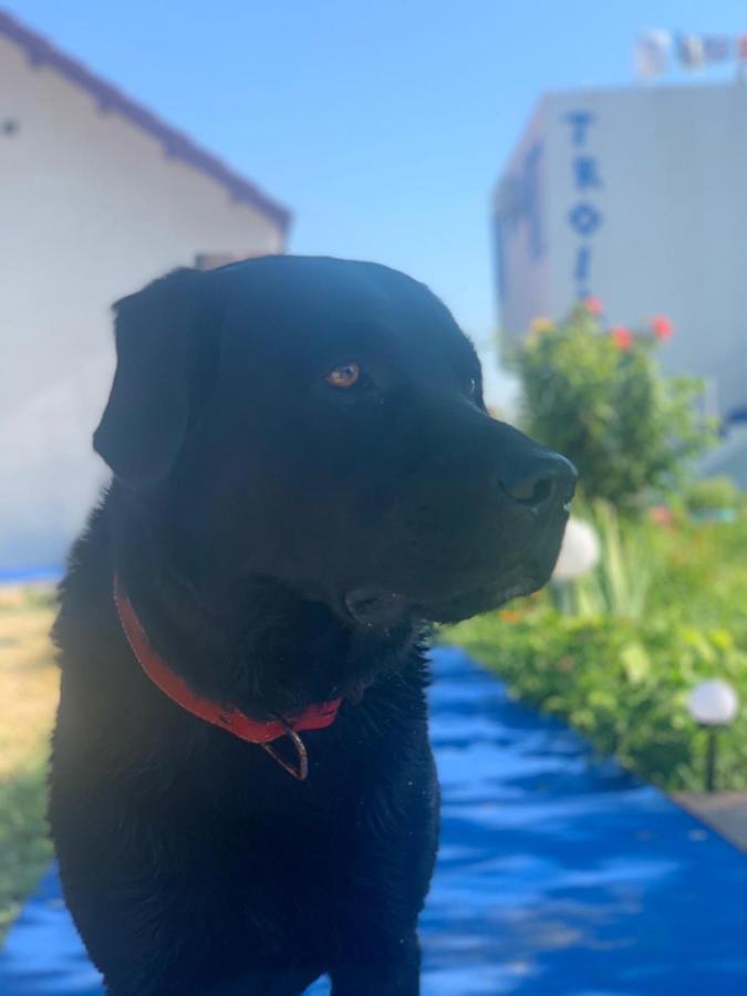 Vila Troia Vama Veche Exterior foto